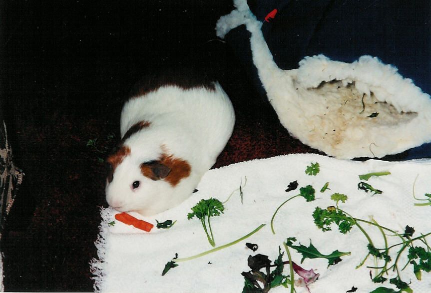 Can a Bath Kill a Guinea Pig Understanding the Risks