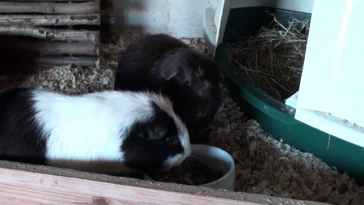 Can a Bath Kill a Guinea Pig Understanding the Risks