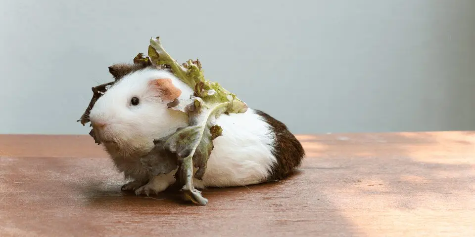 Can Guinea Pigs Eat Broccoli? A Comprehensive Guide to This Popular Veggie