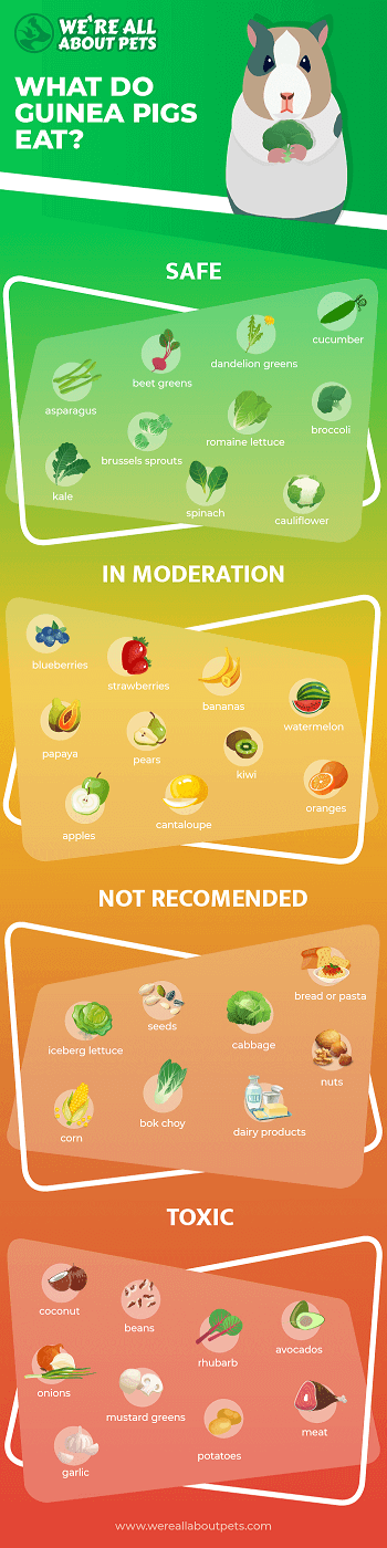 Can Guinea Pigs Eat Broccoli? A Comprehensive Guide to This Popular Veggie