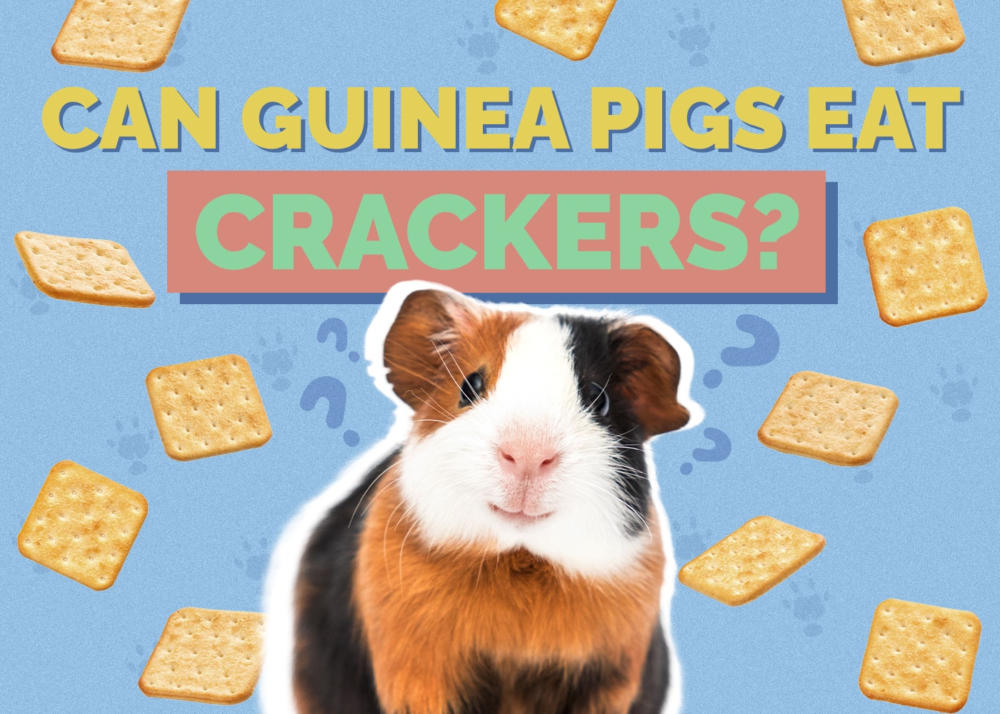 Can Guinea Pigs Eat Broccoli? A Comprehensive Guide to This Popular Veggie