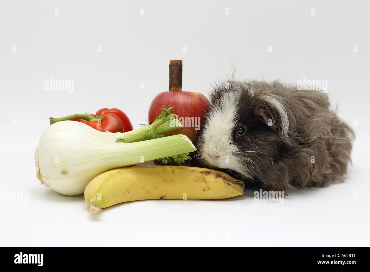 Can Guinea Pigs Eat Celery?