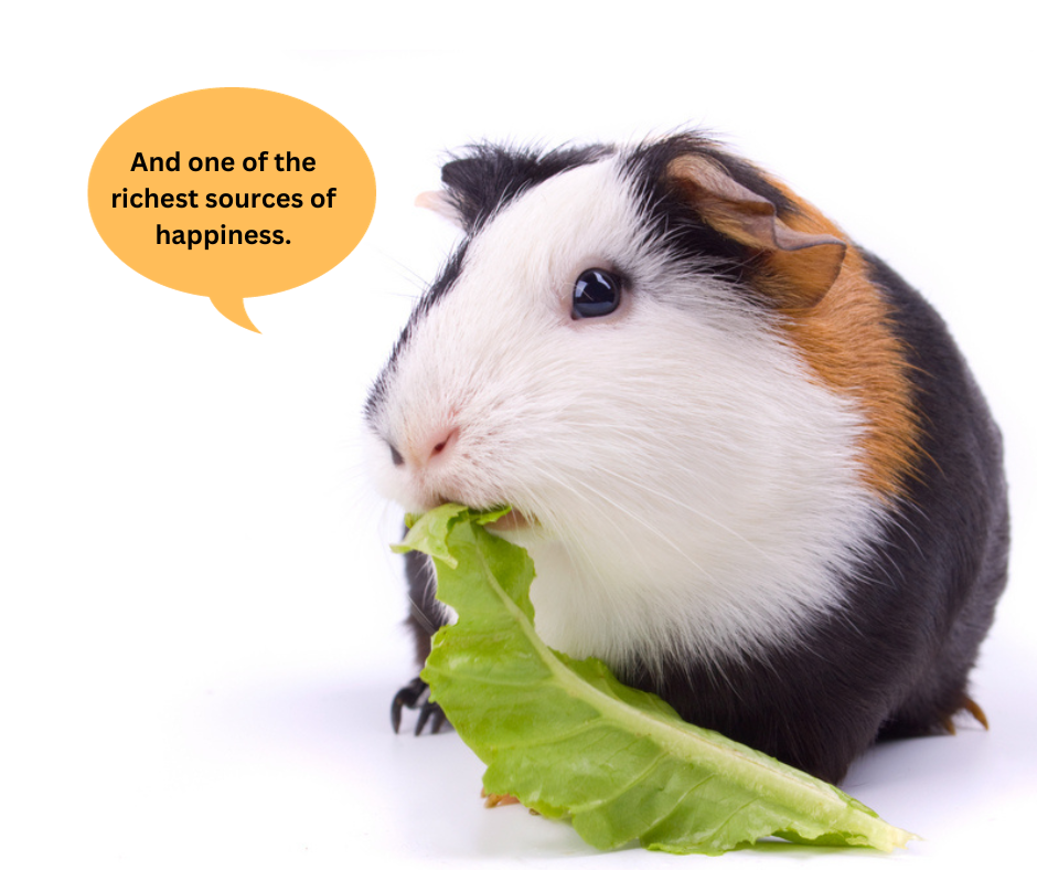 Can Guinea Pigs Eat Celery?