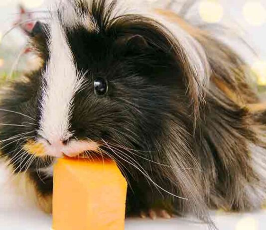 Can Guinea Pigs Eat Celery?