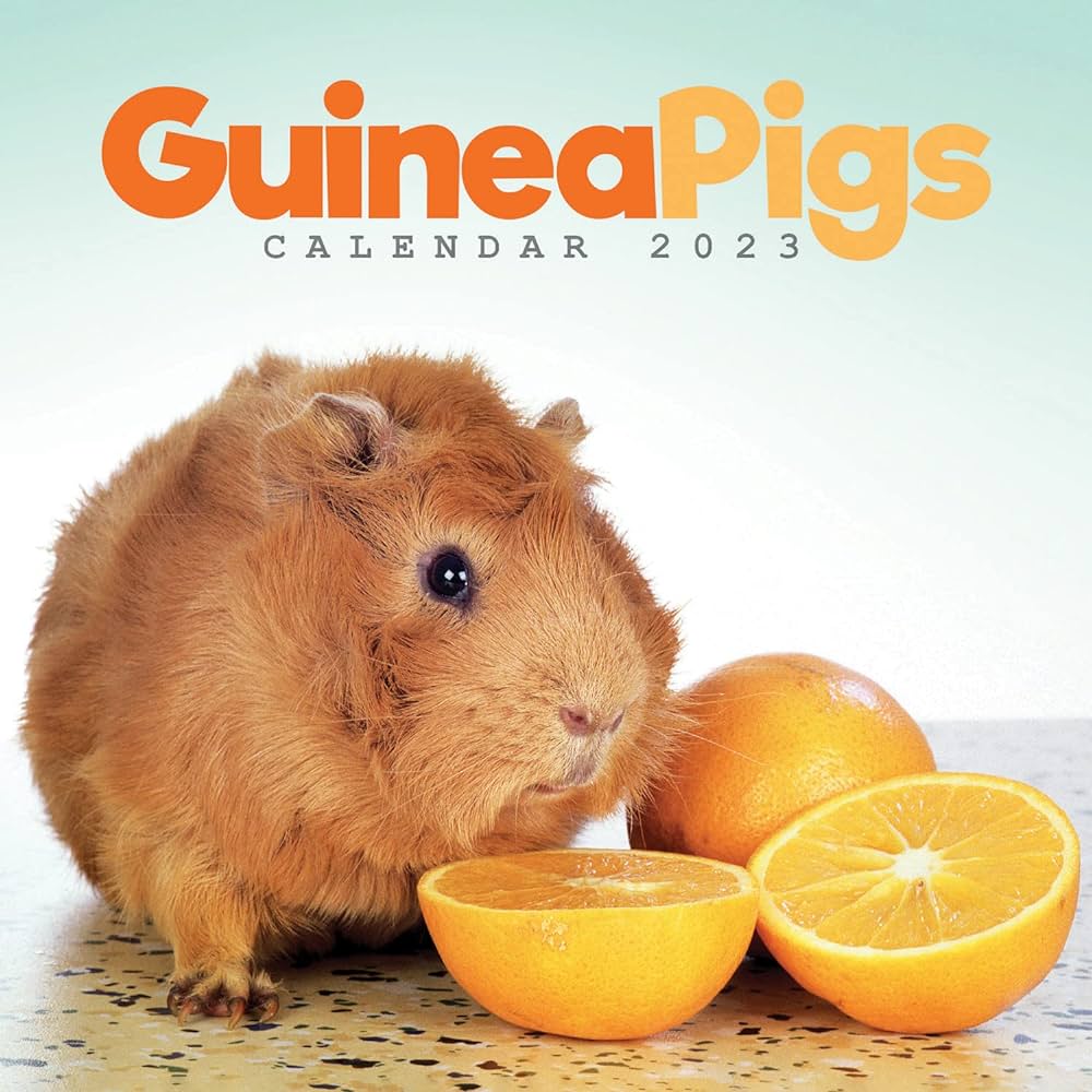 Can Guinea Pigs Eat Oranges? A Comprehensive Guide to Citrus and Cavies