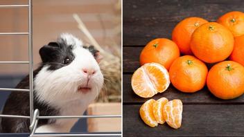 Can Guinea Pigs Eat Oranges? A Comprehensive Guide to Citrus and Cavies