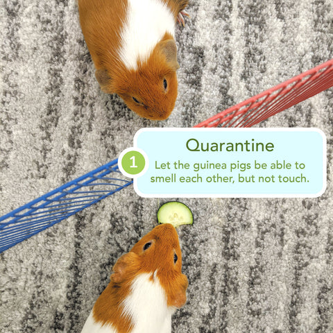 Can Guinea Pigs Live Alone?