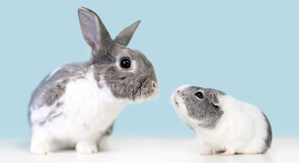 Can Guinea Pigs Live Alone?