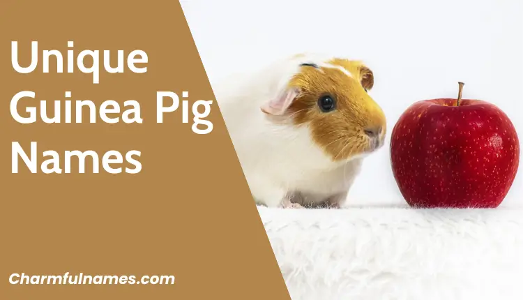 Choosing the Perfect Name for Your Guinea Pig