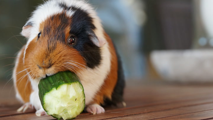 Choosing the Perfect Name for Your Guinea Pig