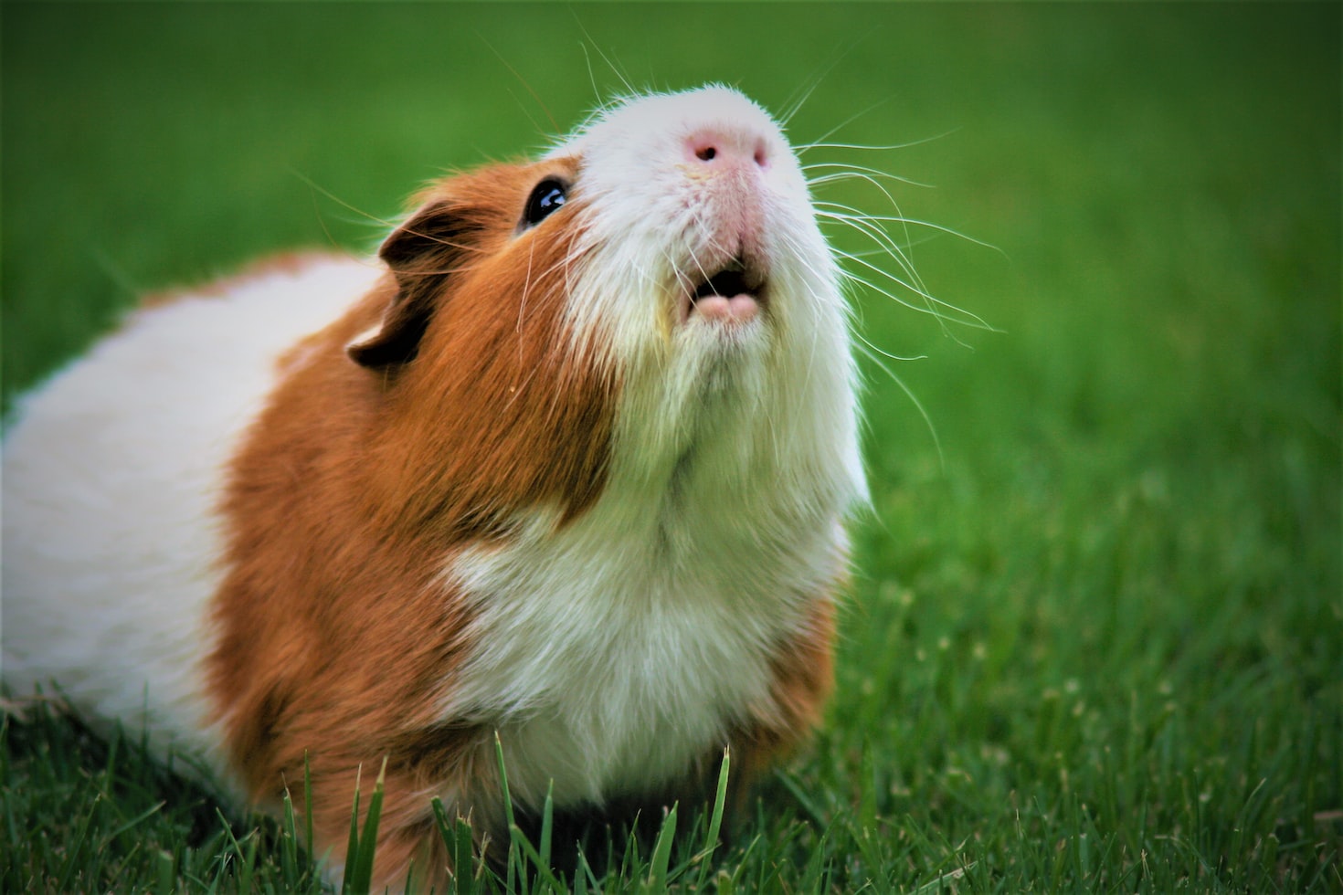 Choosing the Perfect Name for Your Guinea Pig