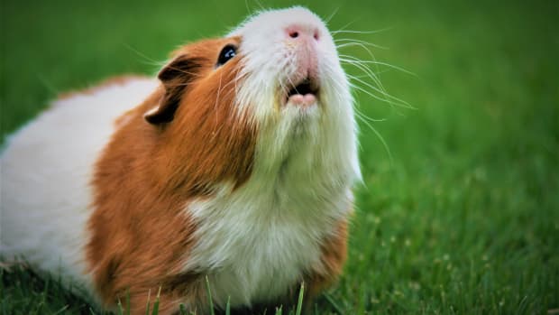 From Litter Box to Freedom A Guide to Potty Training Your Guinea Pig