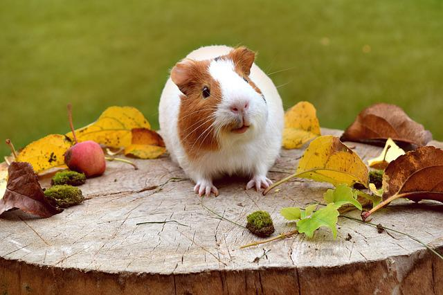 Funny Guinea Pig Names