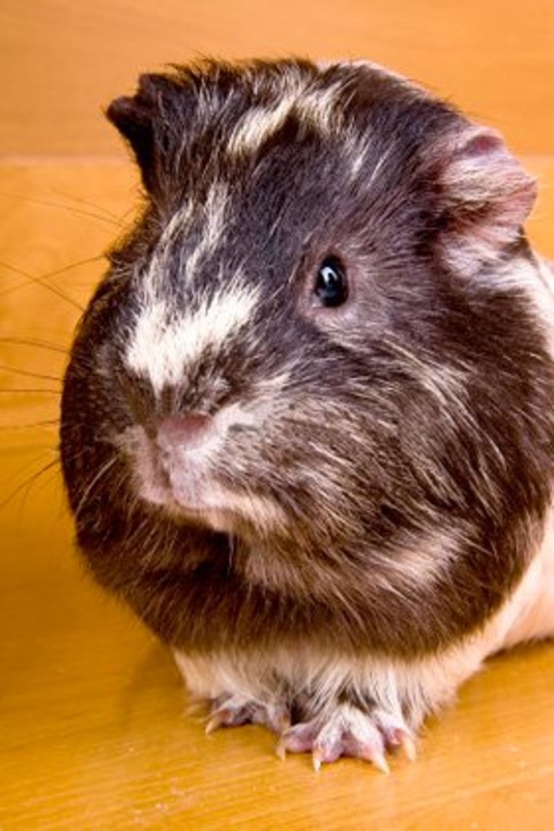 Funny Guinea Pig Names