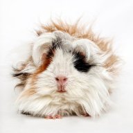 Funny Guinea Pig Names