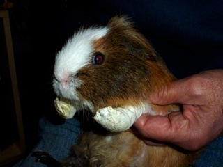 Guinea Pig Bumblefoot Understanding the Condition