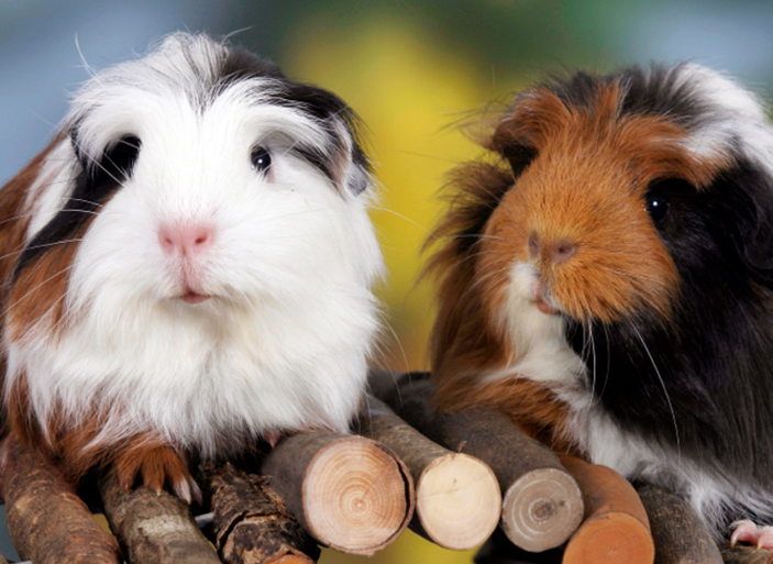 Guinea Pig Bumblefoot Understanding the Condition