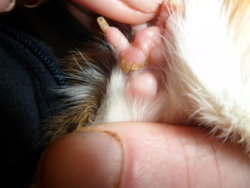 Guinea Pig Bumblefoot Understanding the Condition