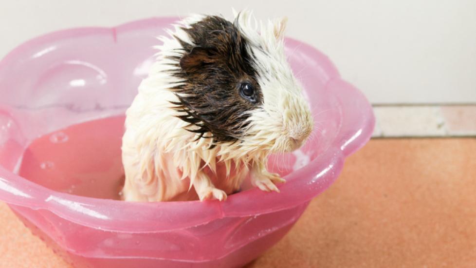 Guinea Pig Care From Nibbling to Napping