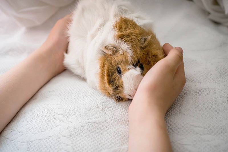 Guinea Pig Care From Nibbling to Napping