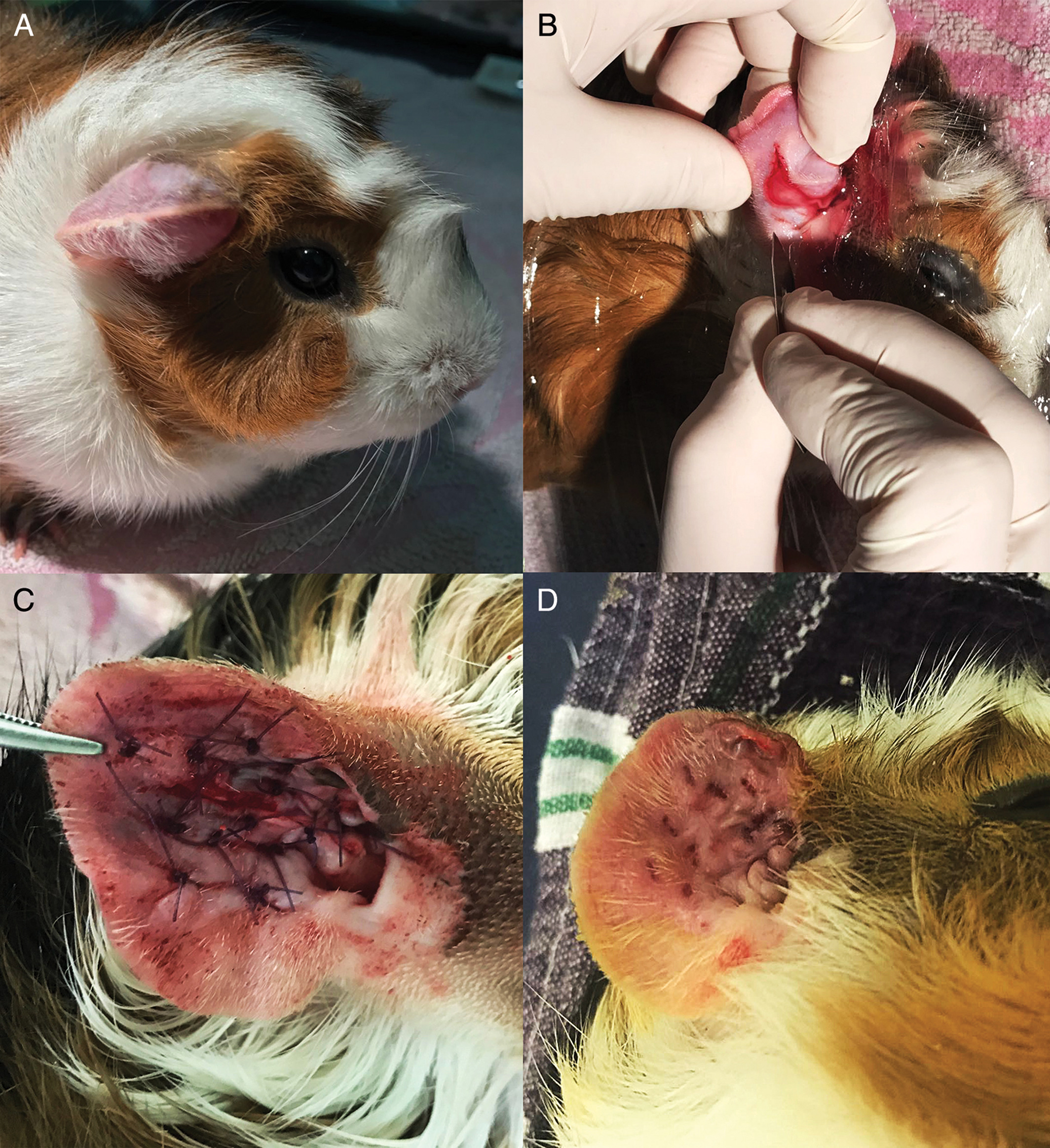 Guinea Pig Ear Infections A Comprehensive Guide