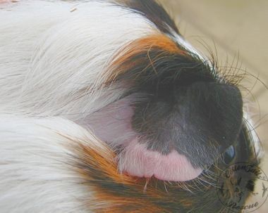 Guinea Pig Ear Infections A Comprehensive Guide