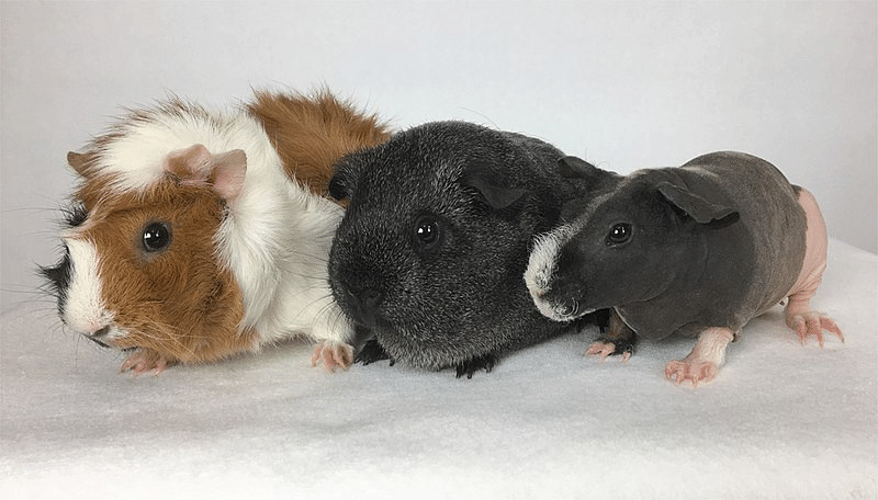 Guinea Pig Lifespan A Comprehensive Guide