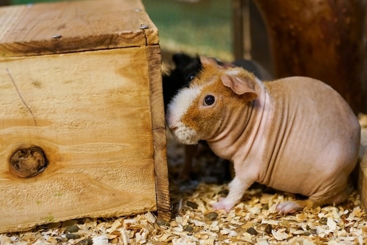 Guinea Pig Lifespan A Comprehensive Guide