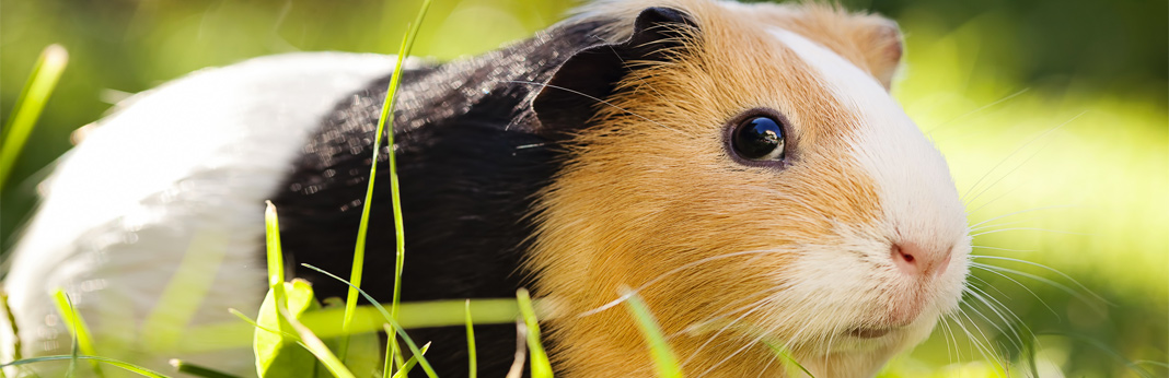 Guinea Pig Lifespan A Comprehensive Guide