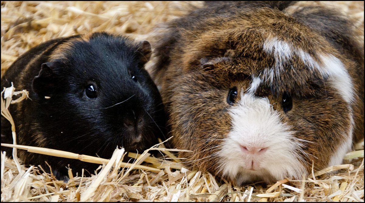 Guinea Pig Vision A Comprehensive Overview