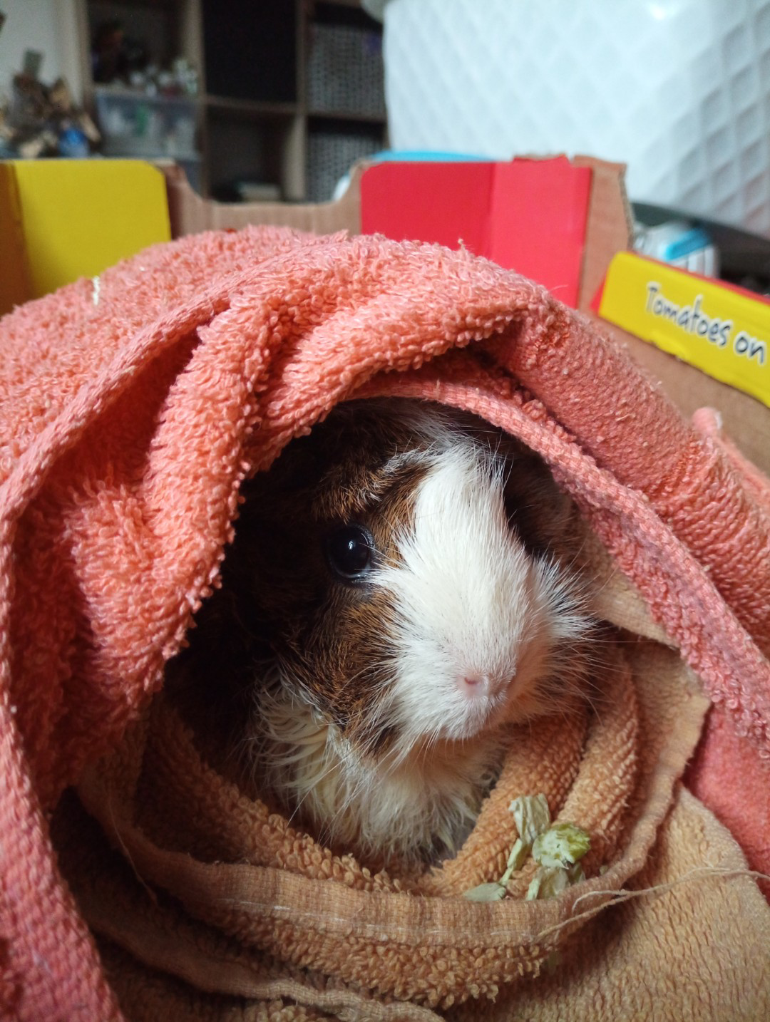 Hamster vs. Guinea Pig A Comprehensive Guide to Choosing Your Perfect Pocket Pet