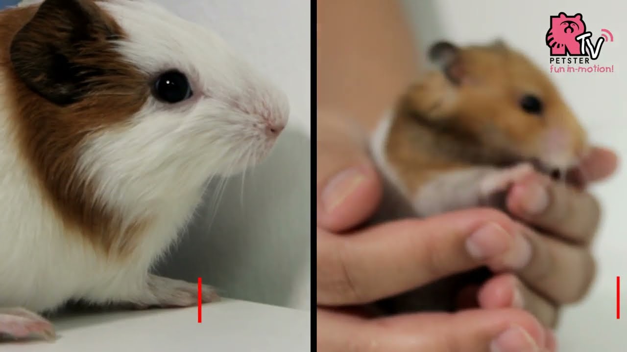 Hamster vs. Guinea Pig A Comprehensive Guide to Choosing Your Perfect Pocket Pet