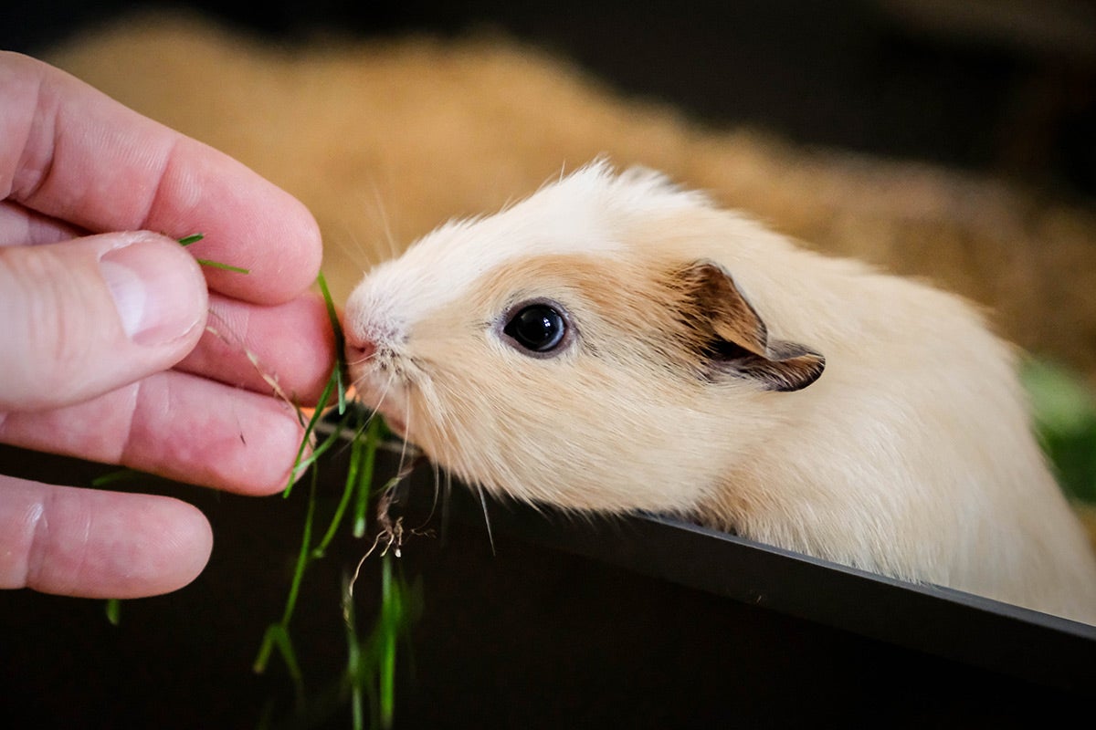 Normal Guinea Pig Heart Rates A Comprehensive Guide