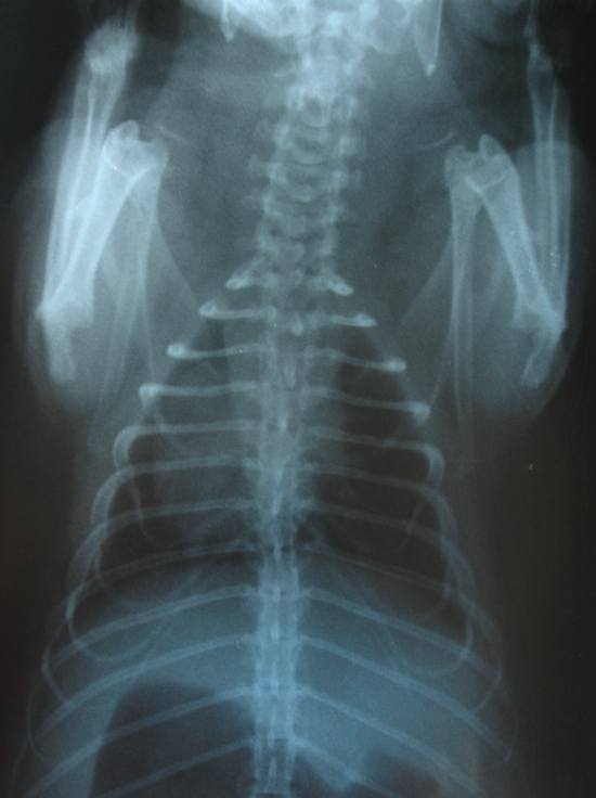 Normal Guinea Pig Heart Rates A Comprehensive Guide