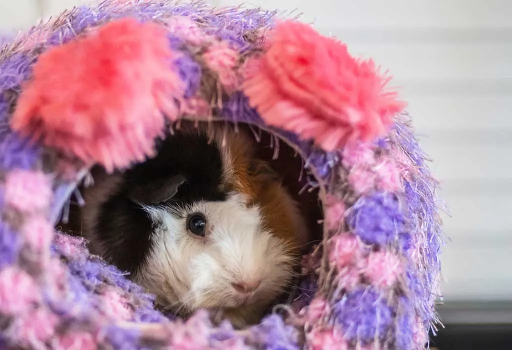 Popular Guinea Pig Breeds A Comprehensive Guide