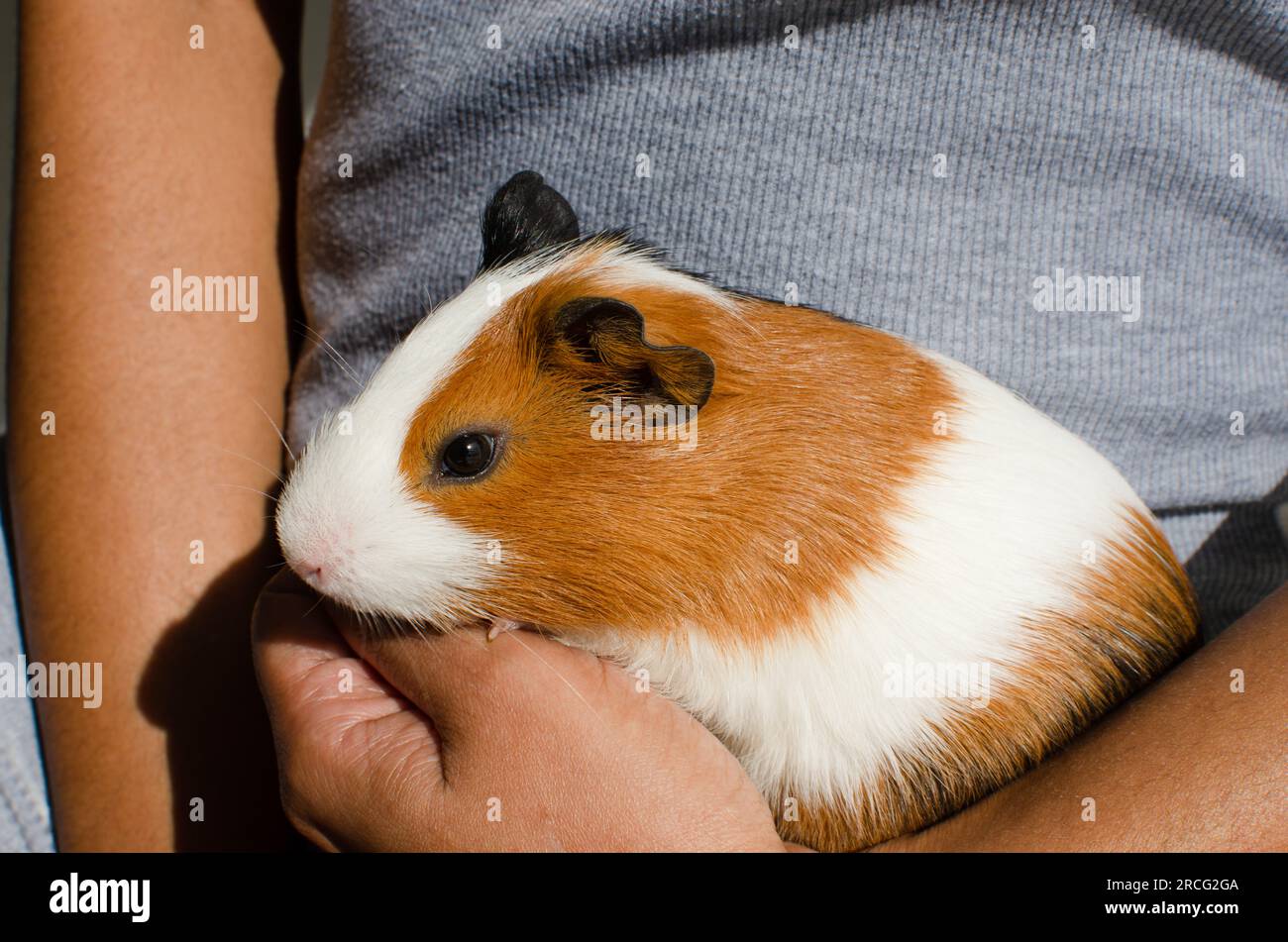 Popular Guinea Pig Breeds A Comprehensive Guide