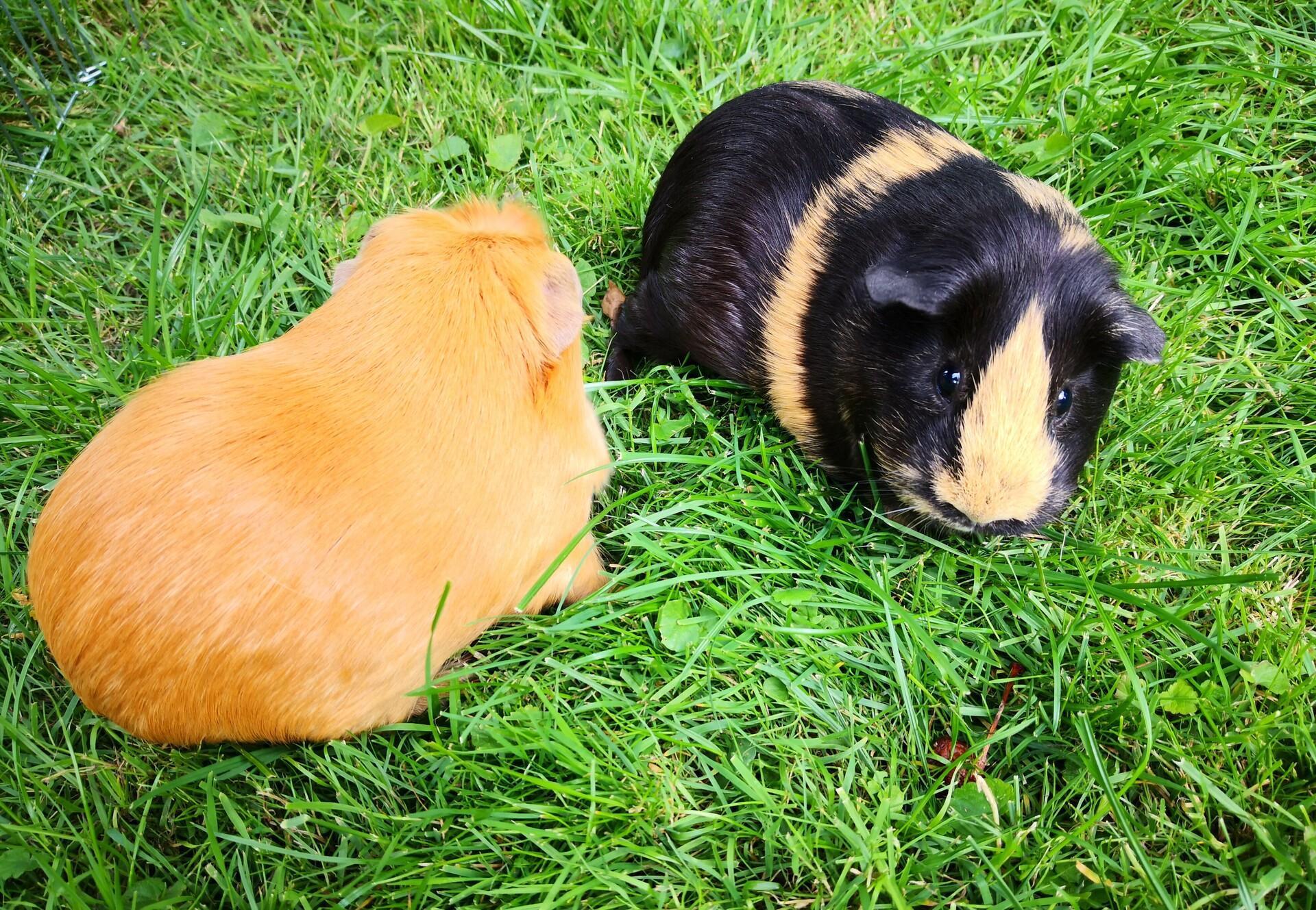 Space Requirements for Guinea Pigs A Comprehensive Guide