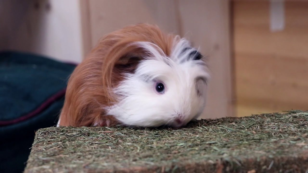 The American Guinea Pig A Delightful Companion for Over a Century