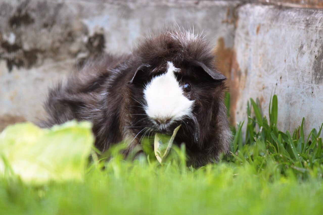 The Guinea Pig Nightlife Deciphering the Nocturnal Myth