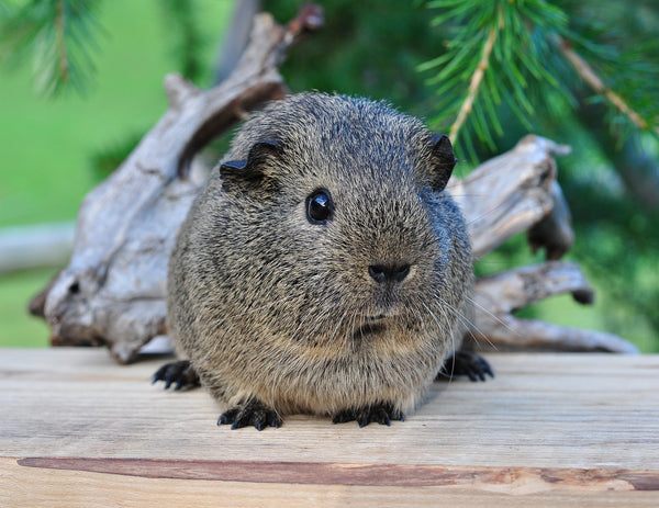 The Guinea Pig Nightlife Deciphering the Nocturnal Myth