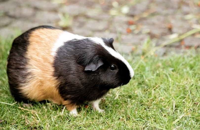 The Guinea Pig Nightlife Deciphering the Nocturnal Myth