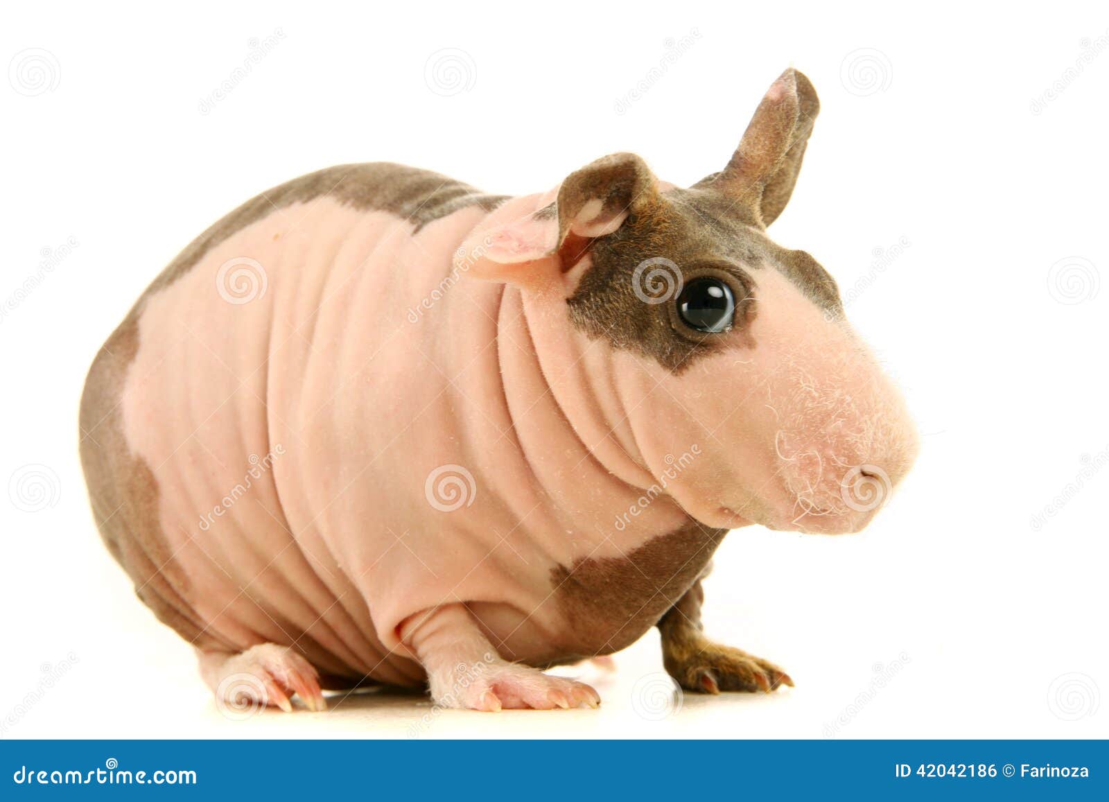 The Hairless Guinea Pig A Unique and Adorable Breed