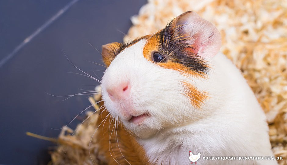 The Sounds of Guinea Pigs A Comprehensive Guide