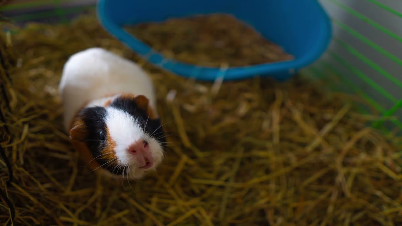 The Sounds of Guinea Pigs A Comprehensive Guide