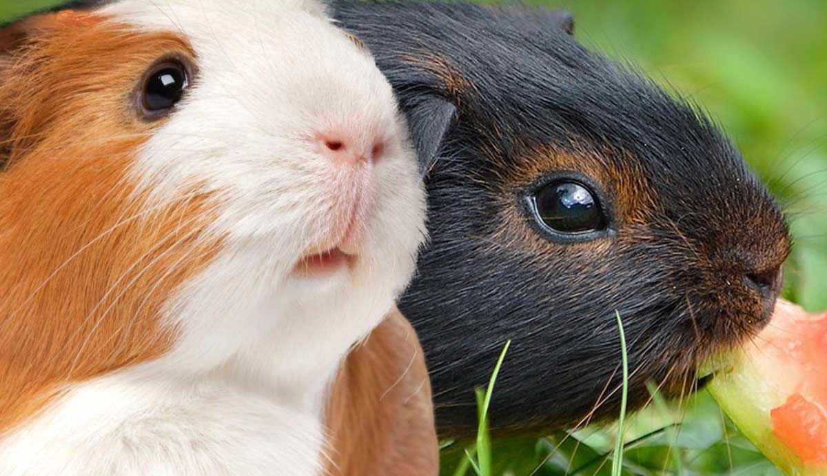 The Squeak of Concern Understanding Guinea Pig Wheezing