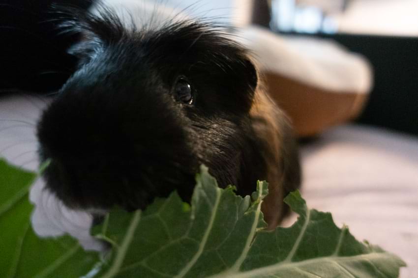 The Squeak of Concern Understanding Guinea Pig Wheezing