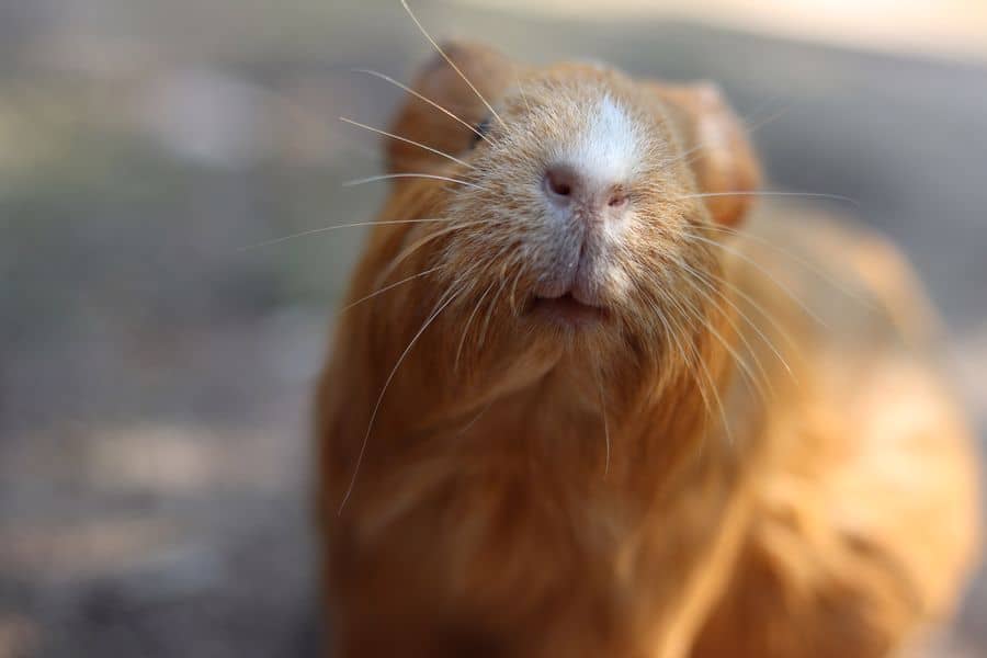 The Squeak of Concern Understanding Guinea Pig Wheezing