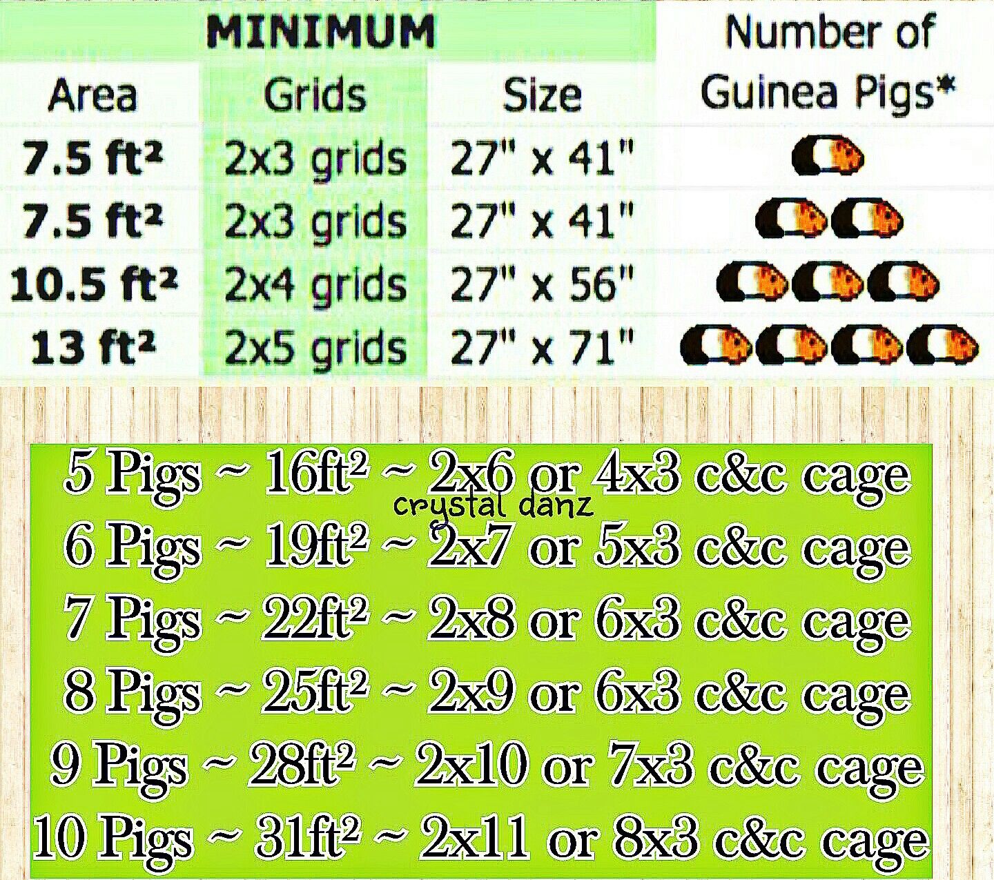 The Surprising Spectrum of Guinea Pig Size From Tiny to Tremendous