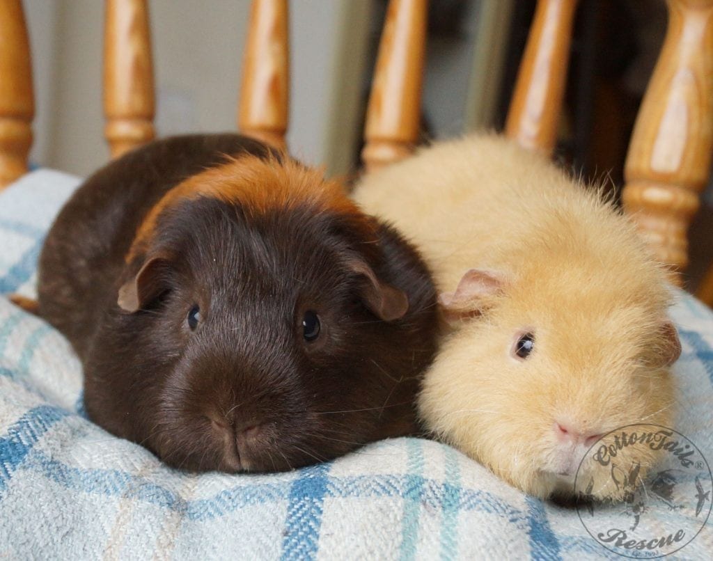 The Surprising Spectrum of Guinea Pig Size From Tiny to Tremendous