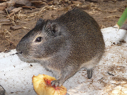 The Wild Life of the Guinea Pig Beyond the Cage